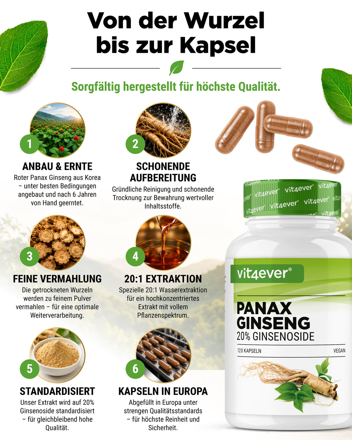 vit4ever Roter Panax Ginseng aus Korea – 20 % Ginsenoside, 120 Kapseln