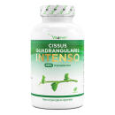 Cissus Quadrangularis Intenso - 180 Kapsel - 725 mg Extrakt - 40% Ketosterone Anteil - Laborgeprüft